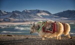 Hotel Circuit China Tibet