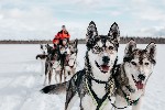 Plimbare cu sania trasa de caini husky