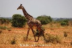 Girafa