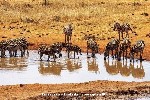 Zebre