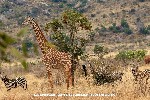 Girafa