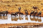 Zebre