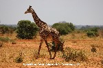 Girafa