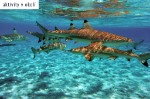 Maldive, Kaafu atoll, Kaafu - THULHAGIRI ISLAND RESORT & SPA