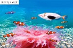Maldive, Kaafu atoll, Kaafu - THULHAGIRI ISLAND RESORT & SPA