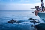 Delfini