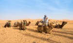 Camile in desertul din Maroc