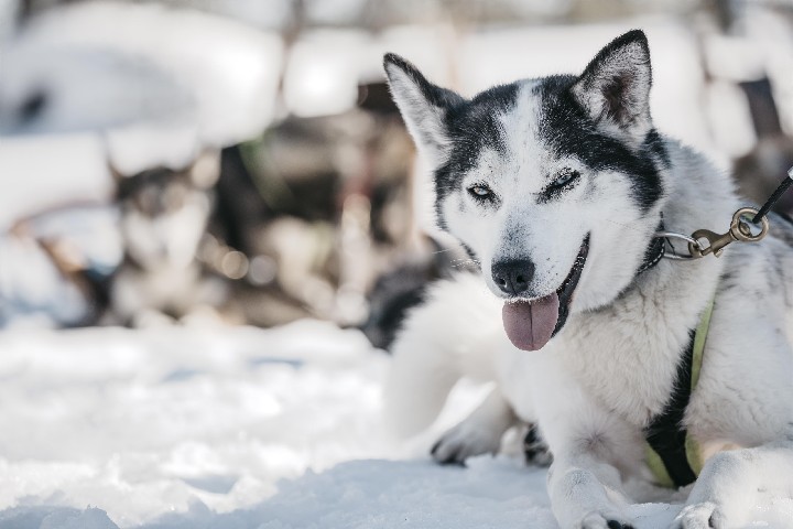 Charter Laponia Santa's Hotel Santa Claus Rovaniemi – fotka 5